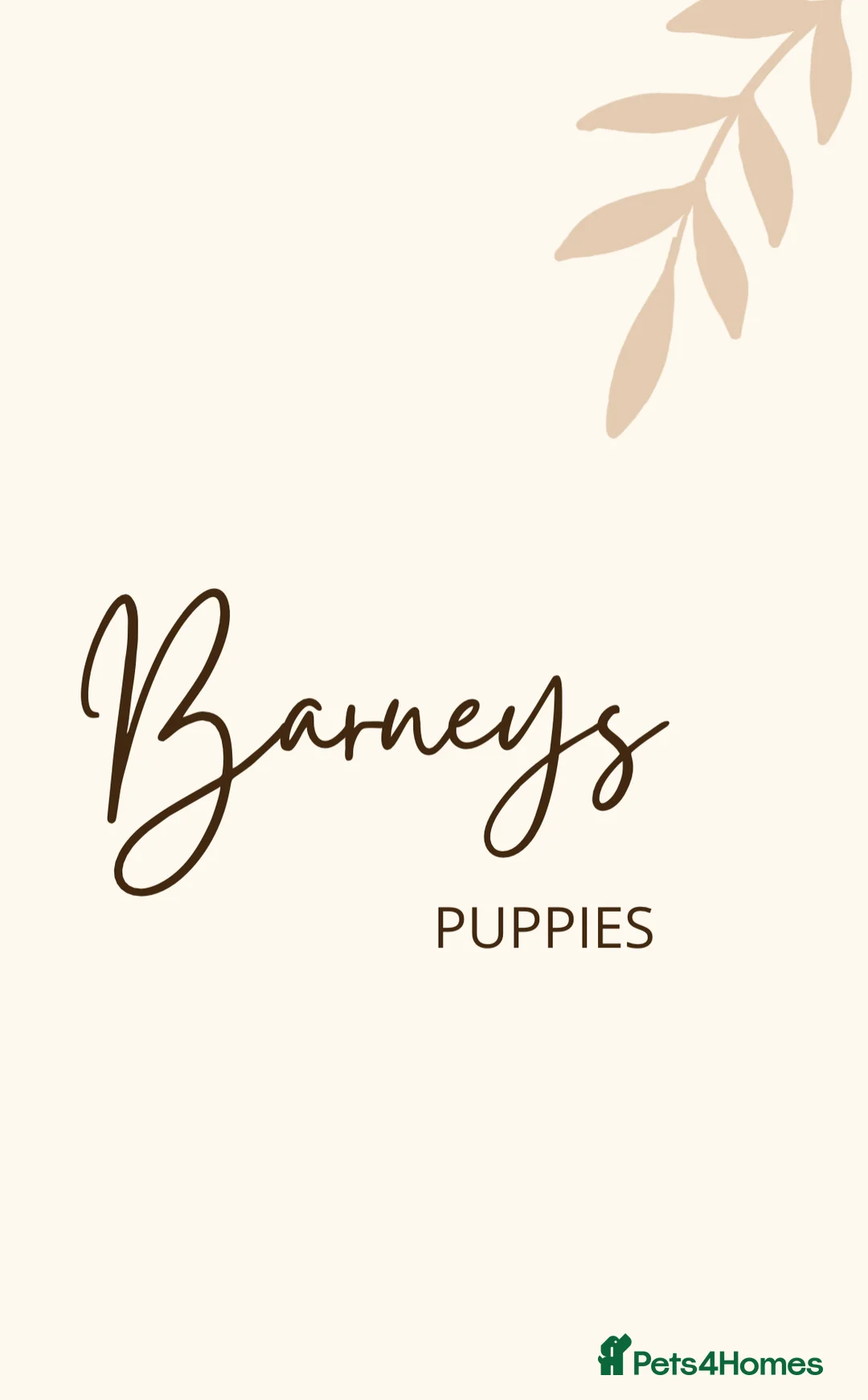 Cockapoo dogs for stud: STUD - F1 Red and white Cockapoo - Health Clear in York - Advert 8