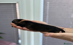 German Shepherd dogs for sale: German Shepherd Puppies  - Image 25