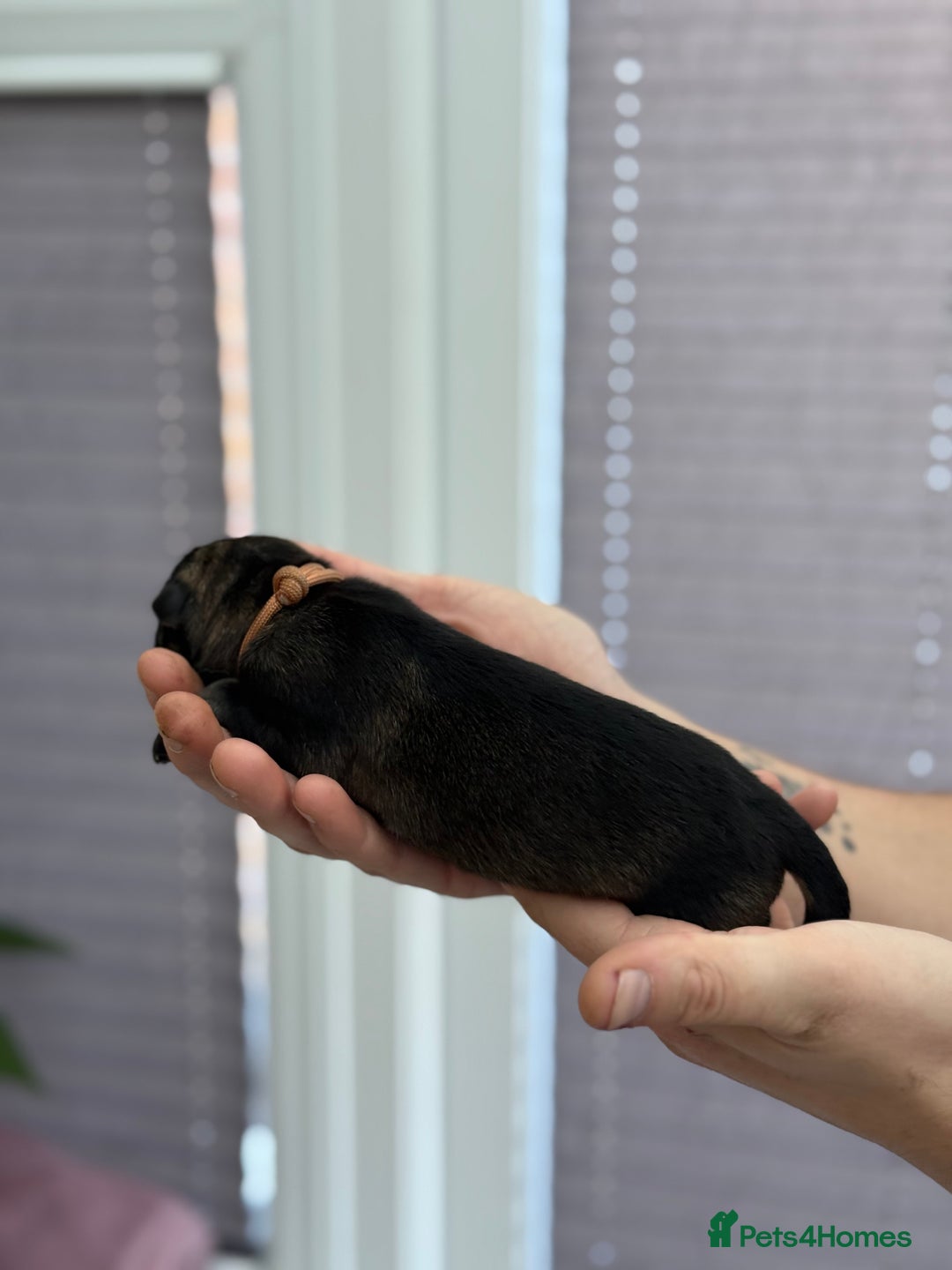 German Shepherd dogs for sale: German Shepherd Puppies  - Image 25