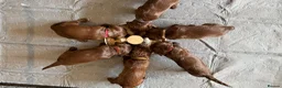 Sprocker dogs for sale: Sprocker Pups - Advert 8