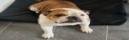 English Bulldog dogs for sale: Female English Bulldog - Advert 5