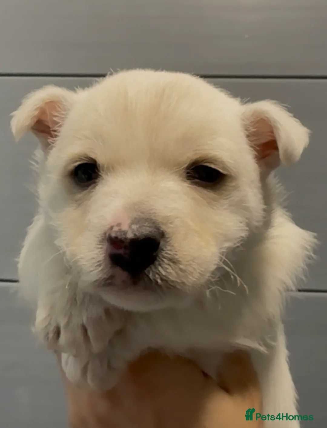 West Highland Terrier dogs for sale: West Highland Terrier Pups Pure Pedigree - Advert 14