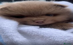 Pomeranian dogs for sale: Gorgeous Lilac Pomeranian Puppy - Image 7