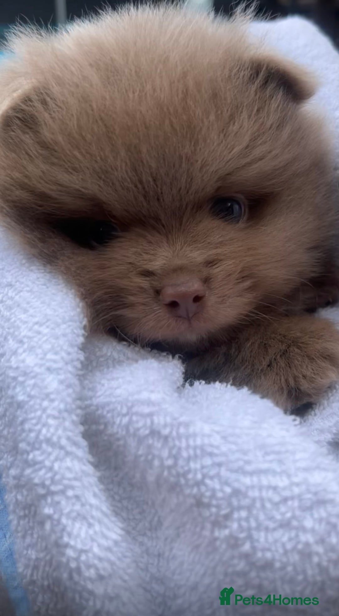Pomeranian dogs for sale: Gorgeous Lilac Pomeranian Puppy - Image 7
