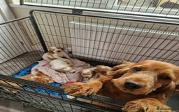 Cocker Spaniel dogs for sale: Show Cocker Spaniel  - Image 23