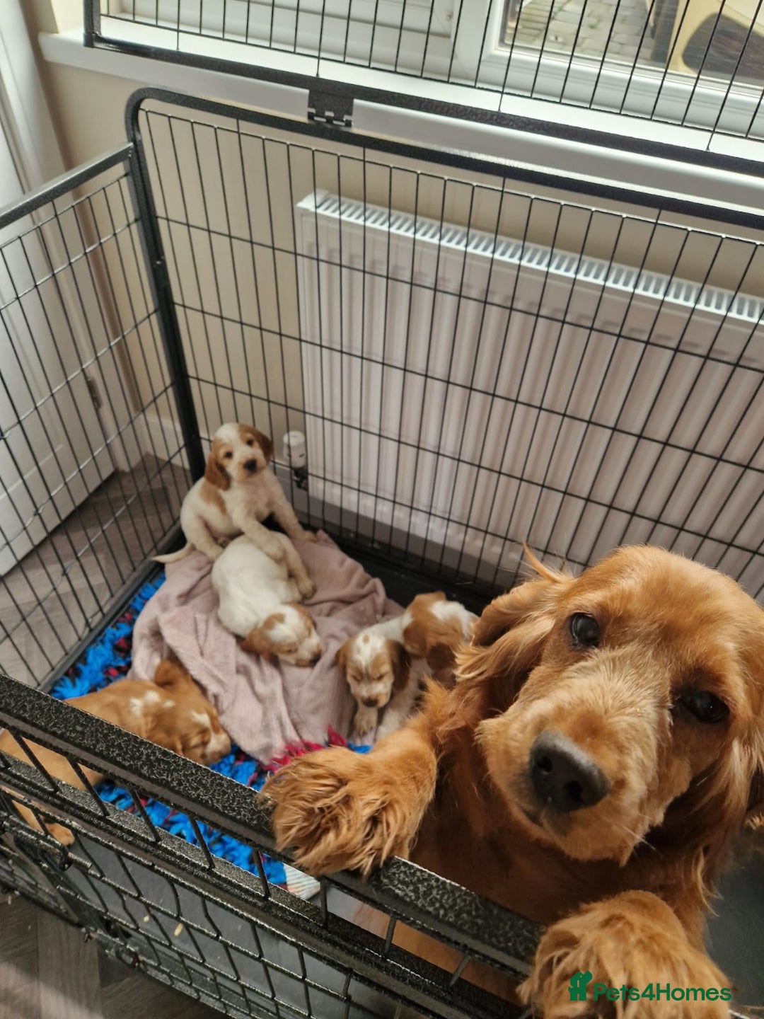 Cocker Spaniel dogs for sale: Show Cocker Spaniel  - Image 23