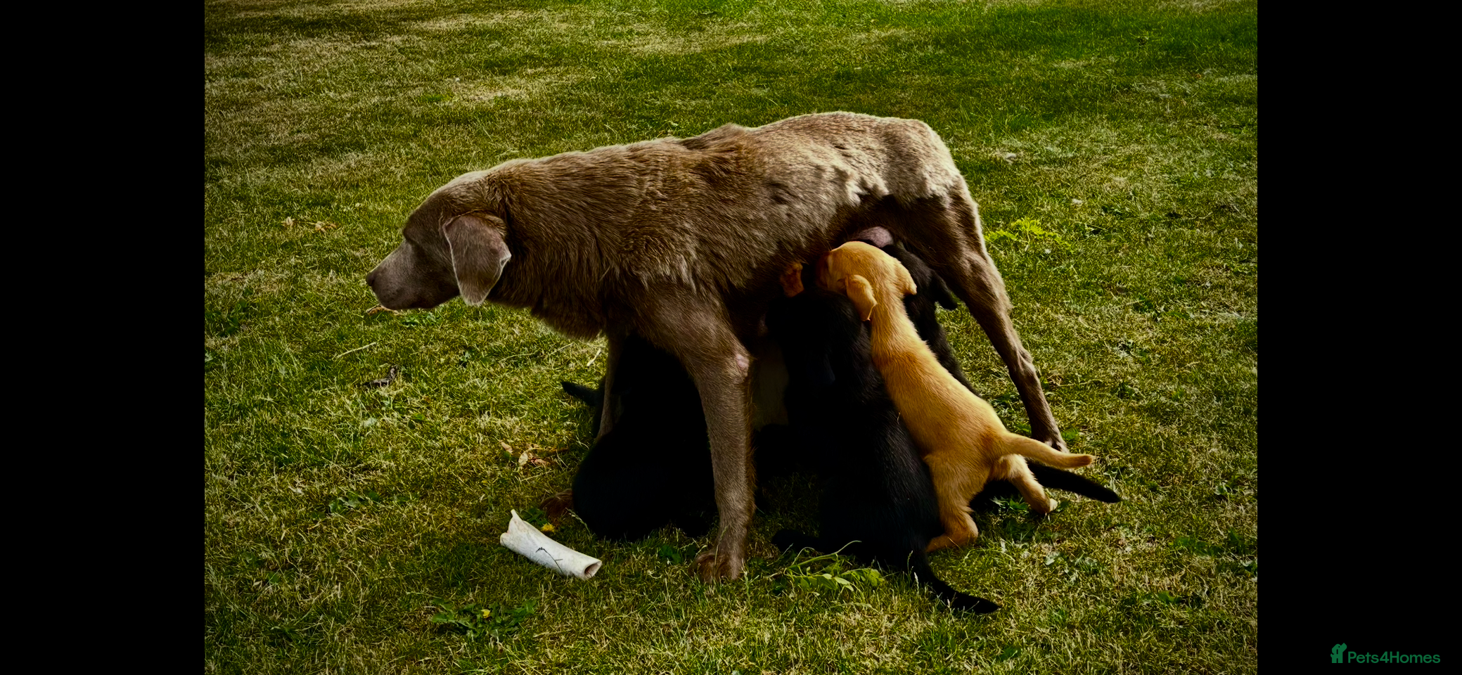 Labrador Retriever dogs 🧡Fabulous Vaccinated Chunky Labrador Puppies - Advert 9