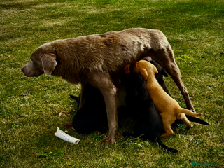 Labrador Retriever dogs 🧡Fabulous Vaccinated Chunky Labrador Puppies - Advert 9