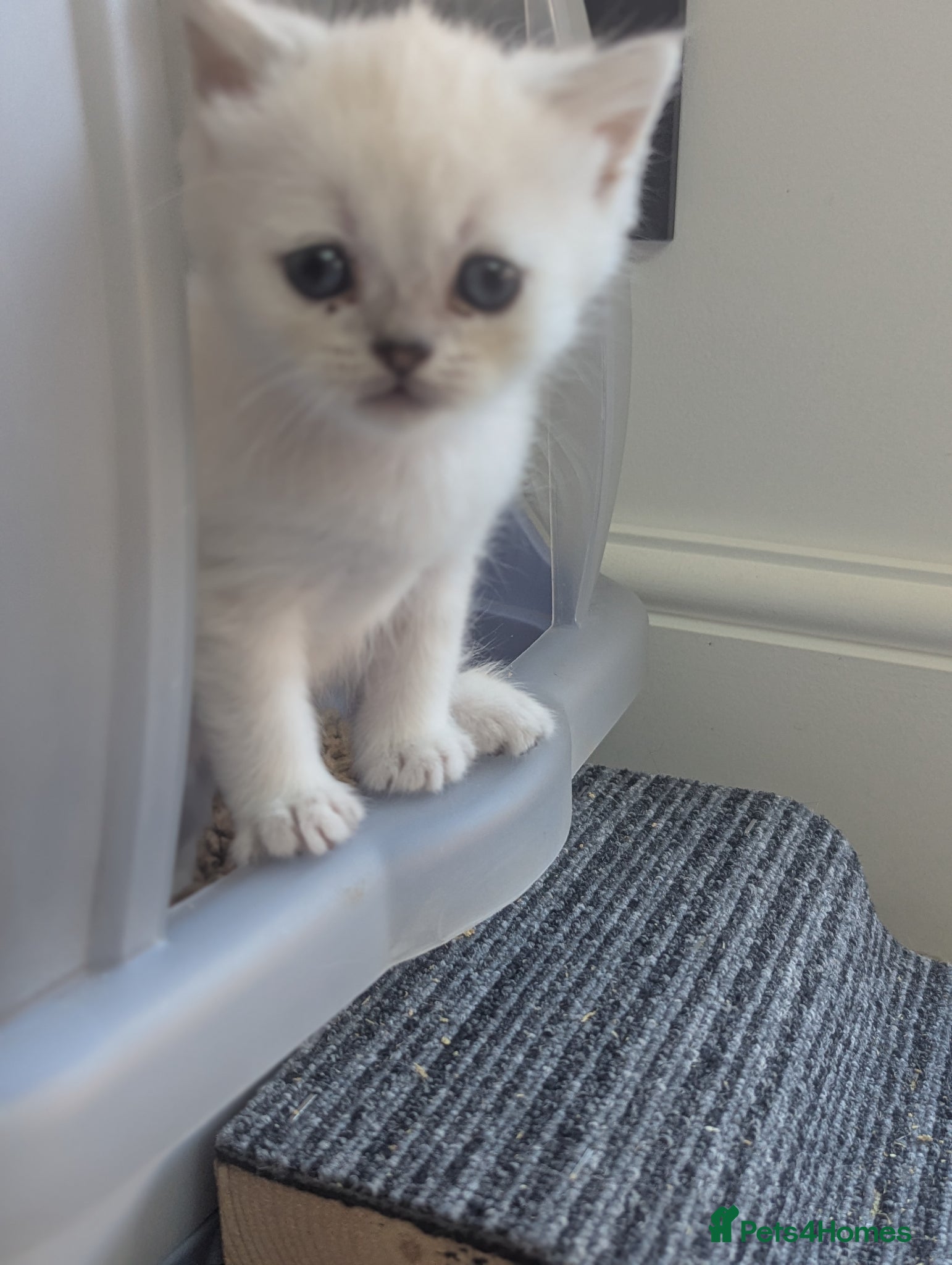 British Shorthair cats Beautiful British shorthair kittens - Advert 2