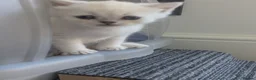 British Shorthair cats for sale: Beautiful British shorthair kittens - Advert 36