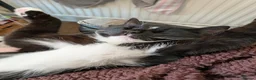 Domestic Shorthair cats for sale: Mittens, 10 months old, british shorthair in Wigan - Advert 1