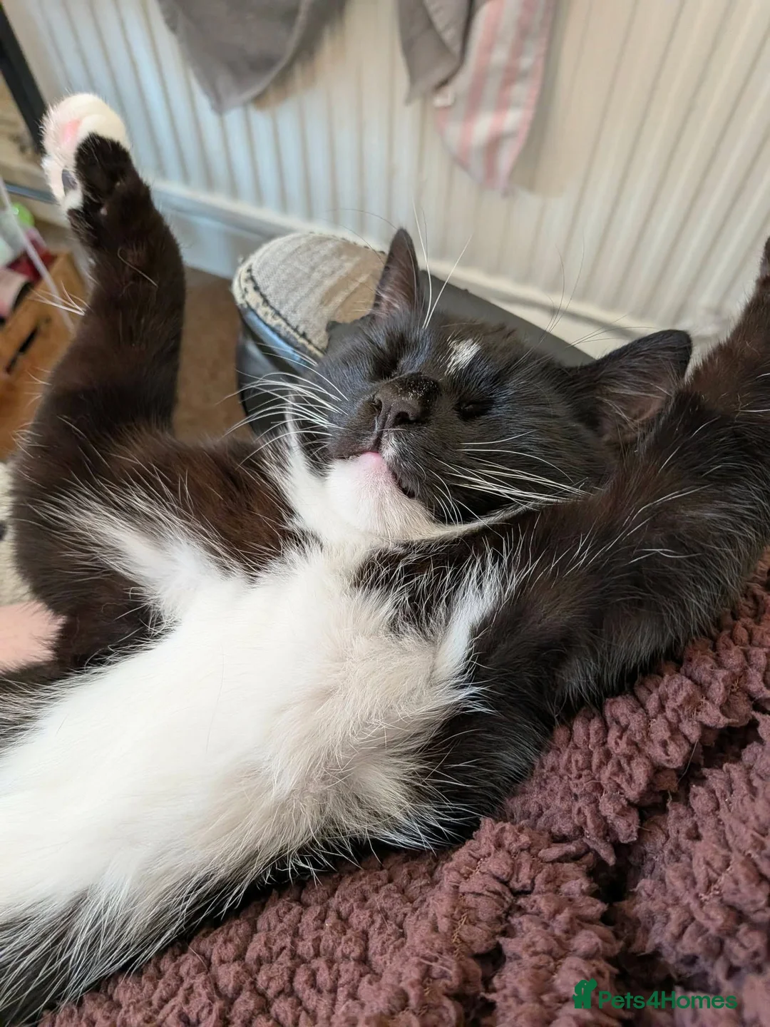 Domestic Shorthair cats for sale: Mittens, 10 months old, british shorthair in Wigan - Advert 1