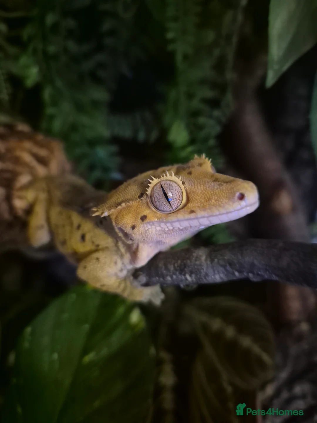 Gecko reptiles for sale: Male crested gecko with full bio set up  - Advert 2