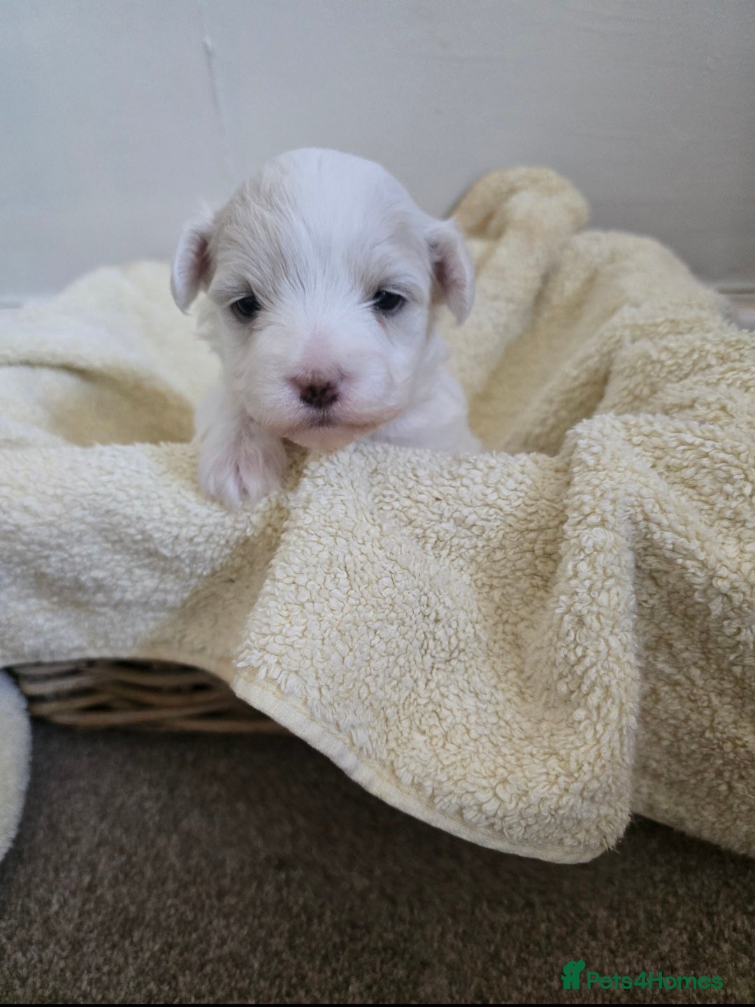 Bichon Frise dogs for sale: Beautiful bichon frise puppies - Image 2