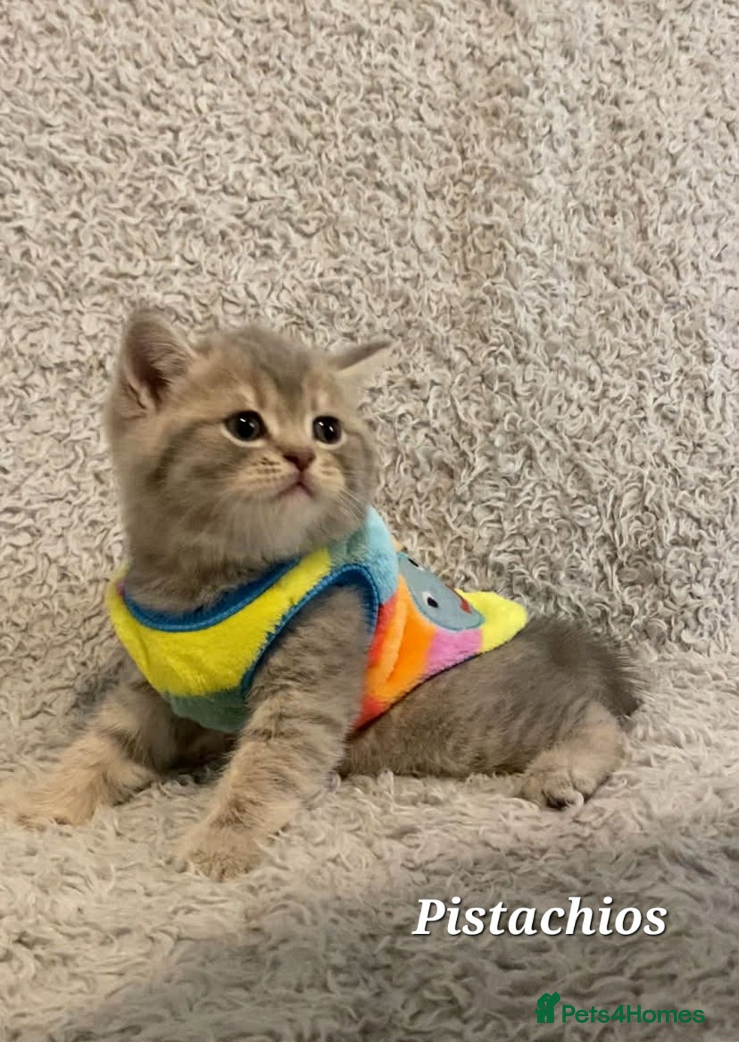 British Shorthair cats for sale: Left 1 boy only (British Shorthair) - Advert 2