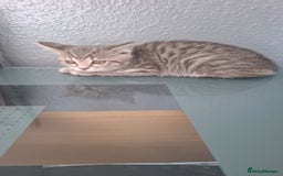 Mixed Breed cats for sale: Last beautiful little girl ready 9 weeks old  - Image 2