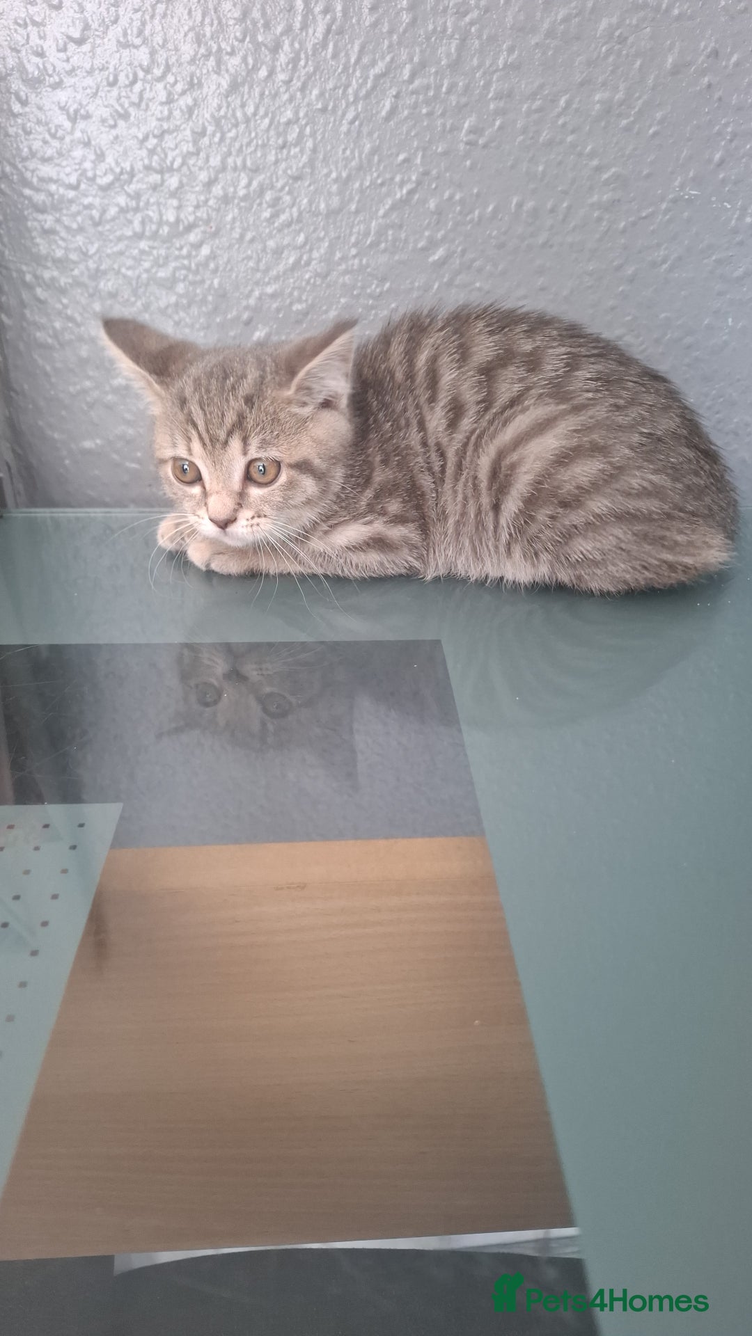 Mixed Breed cats for sale: Last beautiful little girl ready 9 weeks old  - Image 2