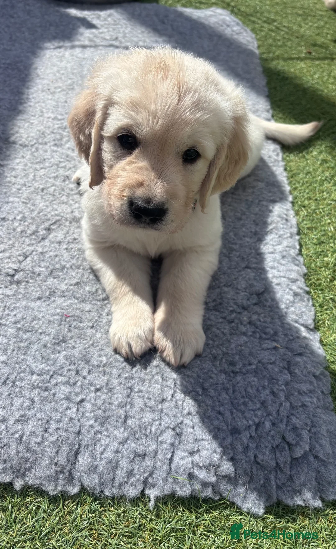 Golden Retriever dogs for sale: Golden retriever puppies🩷🩵 - Advert 1