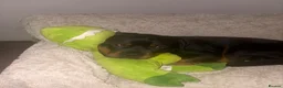 Rottweiler dogs for sale: 2 year old boy looking for forever home  - Advert 2