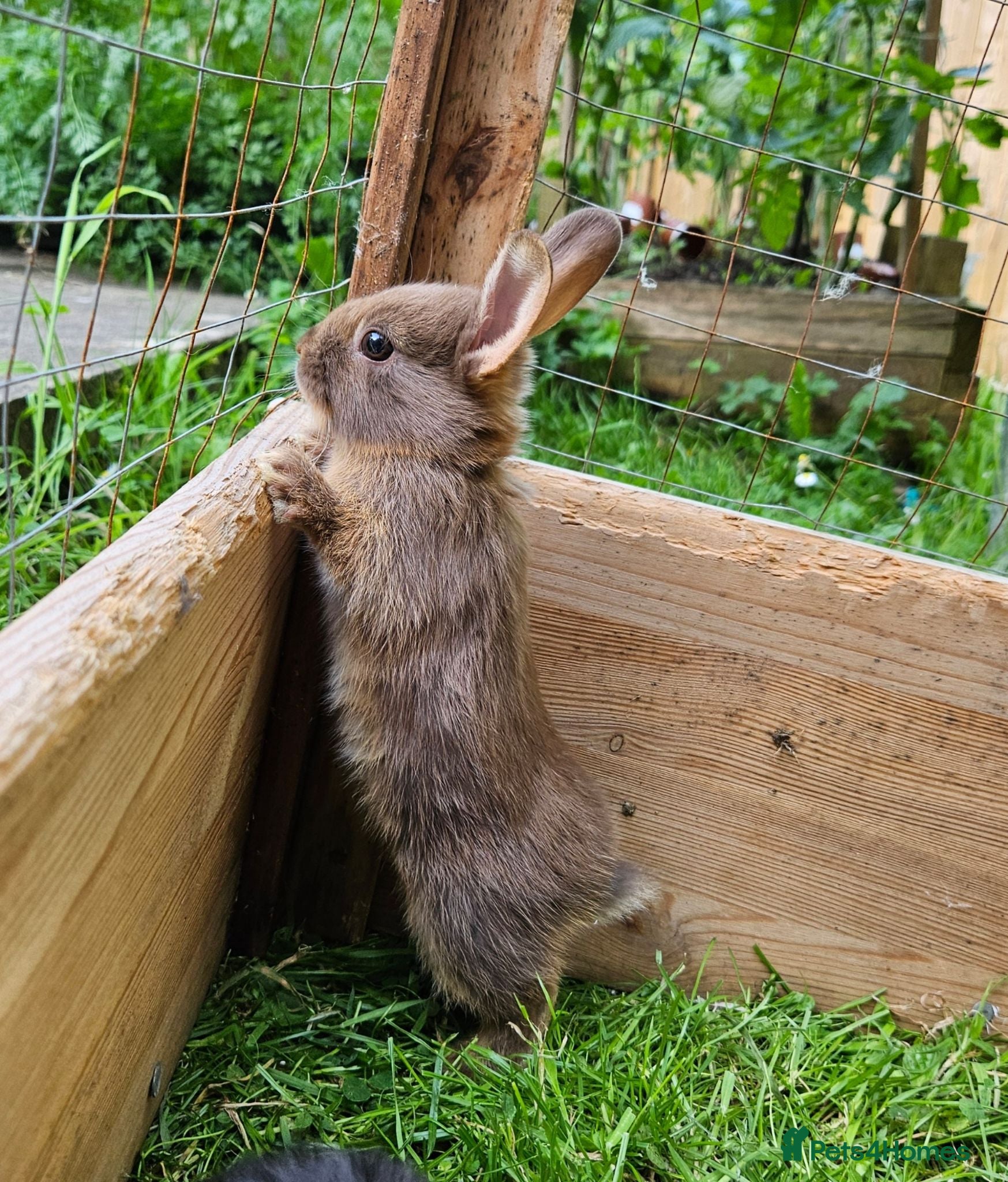 Mixed Breed rabbits Adorable Bunnies for Sale! - Advert 15