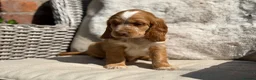 Cocker Spaniel dogs for sale: Stunning cocker pups kc reg ready now - Advert 3