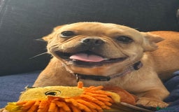 French Bulldog dogs for sale: Winnie French bulldog  - Image 2