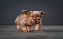 French Bulldog dogs for sale: QUALITY FLUFFY FRENCHIE'S  - Image 3