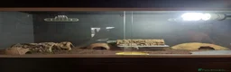 Leopard Gecko reptiles for sale: Leopard Gecko and African Fat tail Gecko  - Advert 9