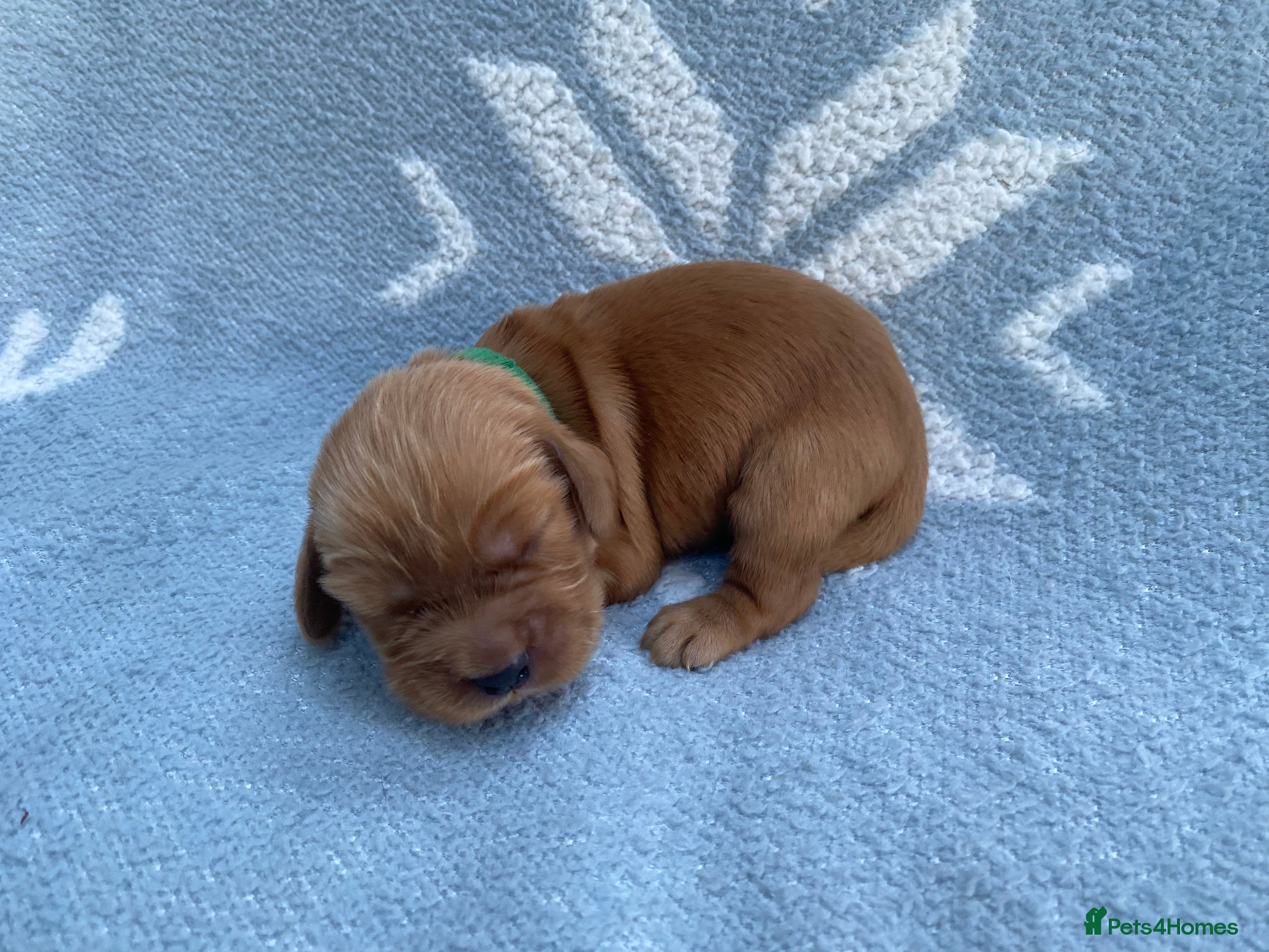 Cocker Spaniel dogs KC Reg Show Type Cocker Spaniel puppies - Advert 2