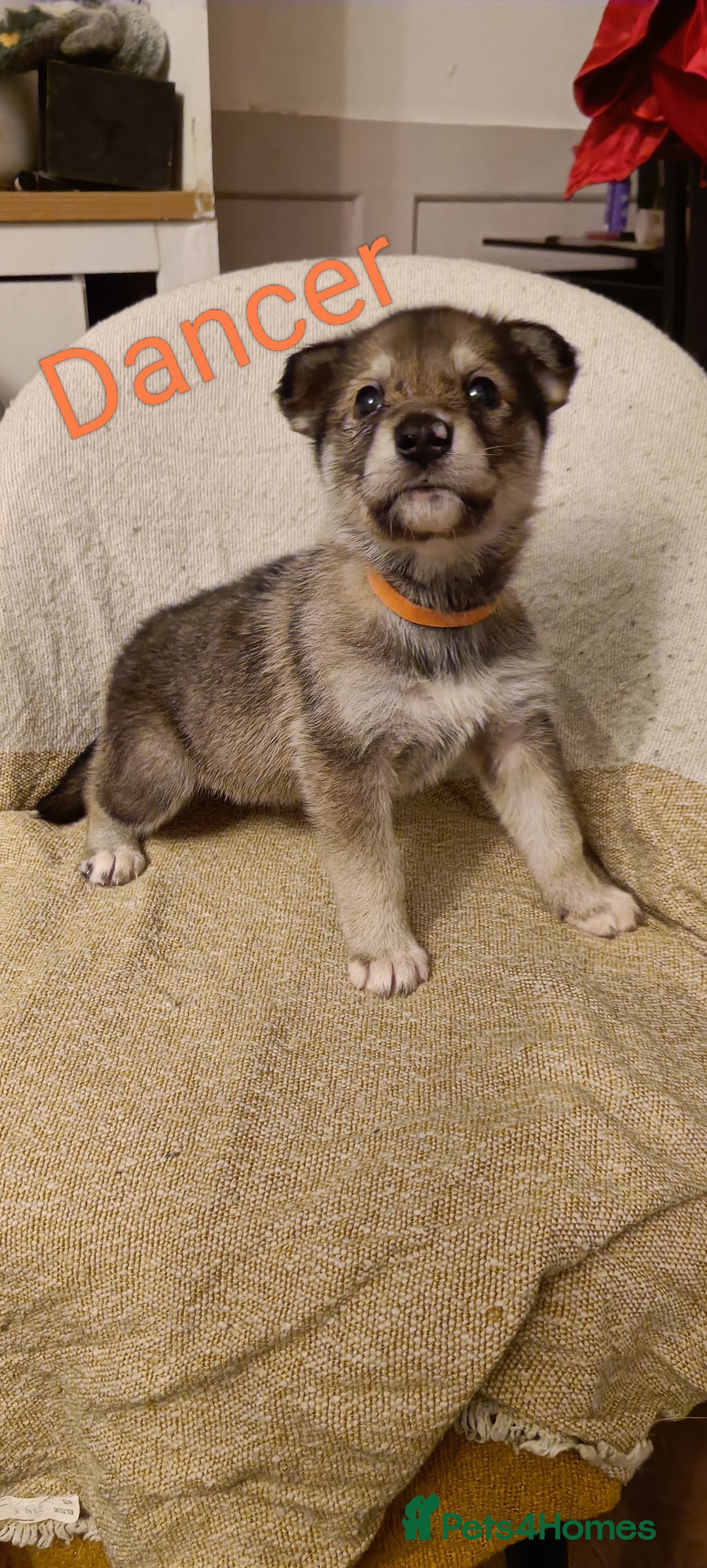 Shepsky dogs for sale: 9x Gorgeous Shepsky Puppies available 31/01 - Advert 5