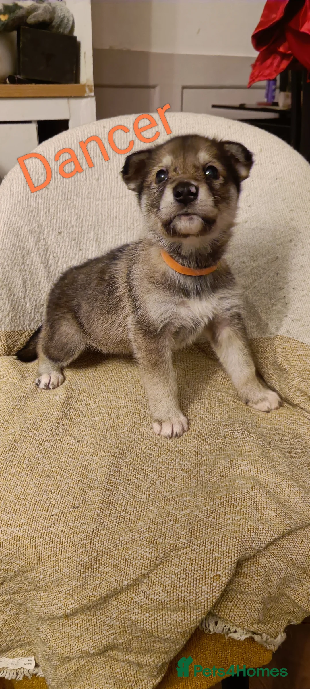 Shepsky dogs for sale: 9x Gorgeous Shepsky Puppies available 31/01 - Advert 5