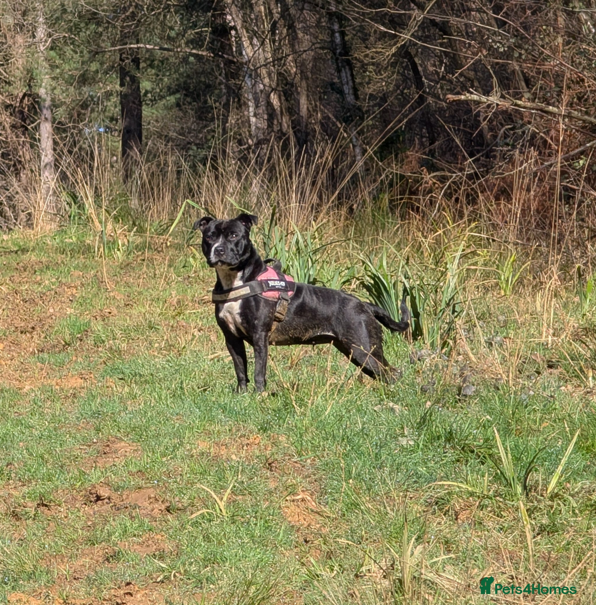 Staffordshire Bull Terrier dogs Reluctant rehome - Advert 1