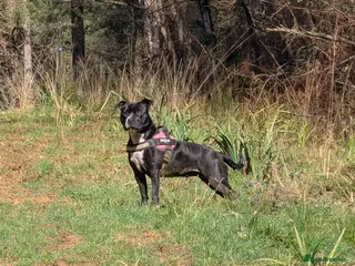 Staffordshire Bull Terrier dogs Reluctant rehome - Advert 6