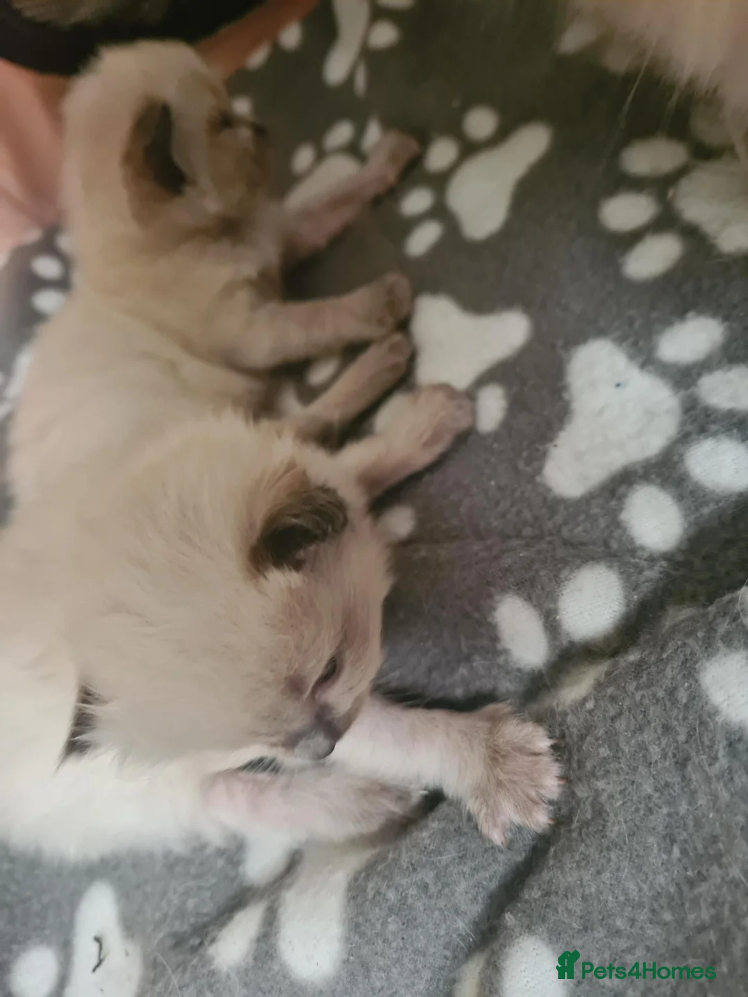 Ragdoll cats for sale: Ragdoll kittens  - Advert 2