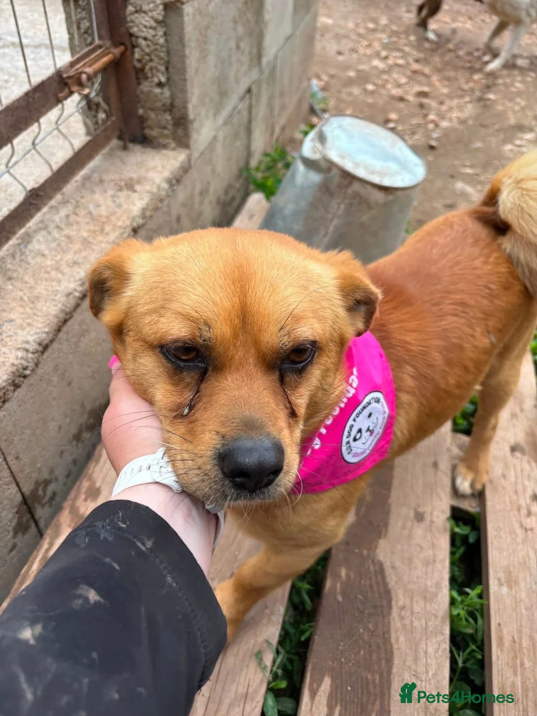 Mixed Breed dogs for adoption: Ernie - Advert 10