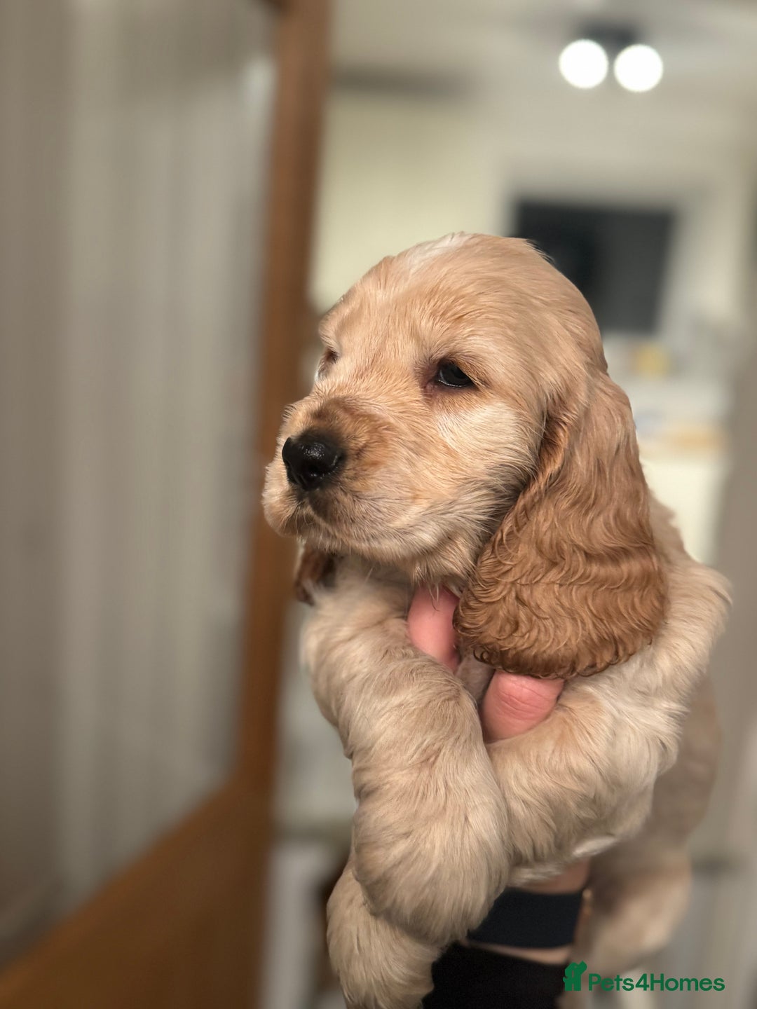 Cocker Spaniel dogs for sale: Last stunning KC show cocker - Advert 5