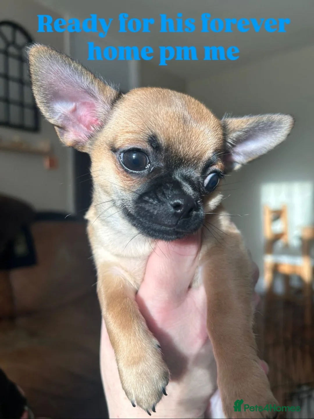 Chihuahua dogs for sale: Boy chihuahua smooth coat  - Advert 3
