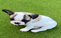 French Bulldog dogs for sale: Adorable Frenchie Puppies Seeking Forever Homes - Image 26