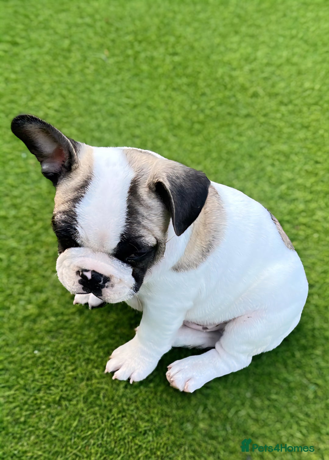 French Bulldog dogs for sale: Adorable Frenchie Puppies Seeking Forever Homes - Image 26