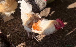Chickens poultry for sale: 3 x beautiful cockerels needing to be rehomed  - Image 3