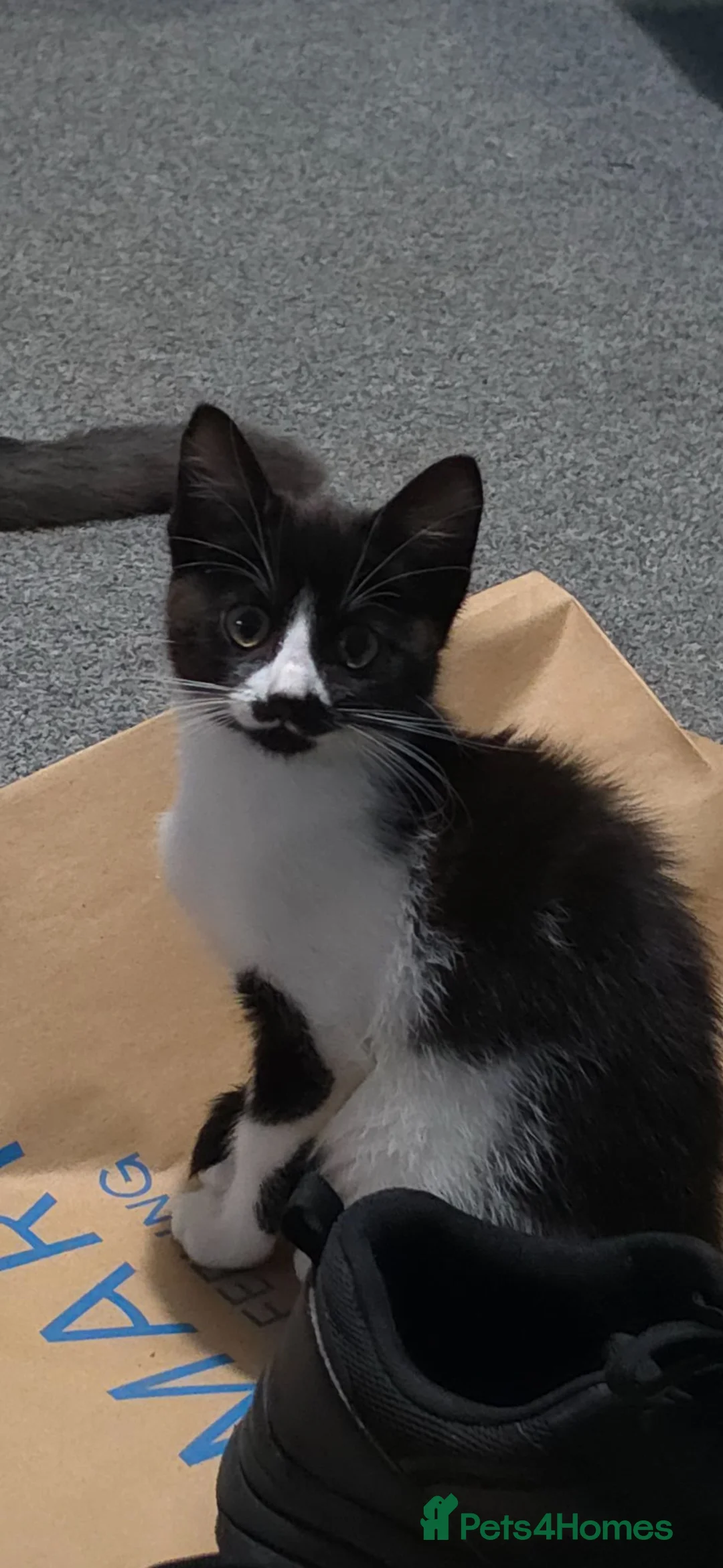 Mixed Breed cats for sale: 4 kittens - Advert 2