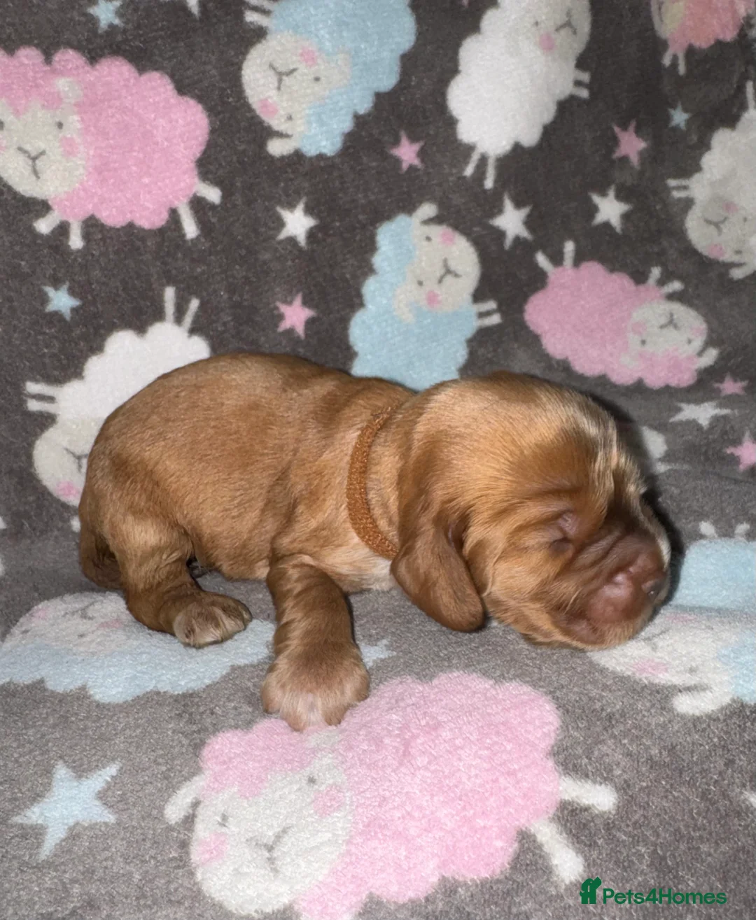 Cocker Spaniel dogs for sale: Outstanding Show Quality Show Type Cocker Spaniels - Advert 19