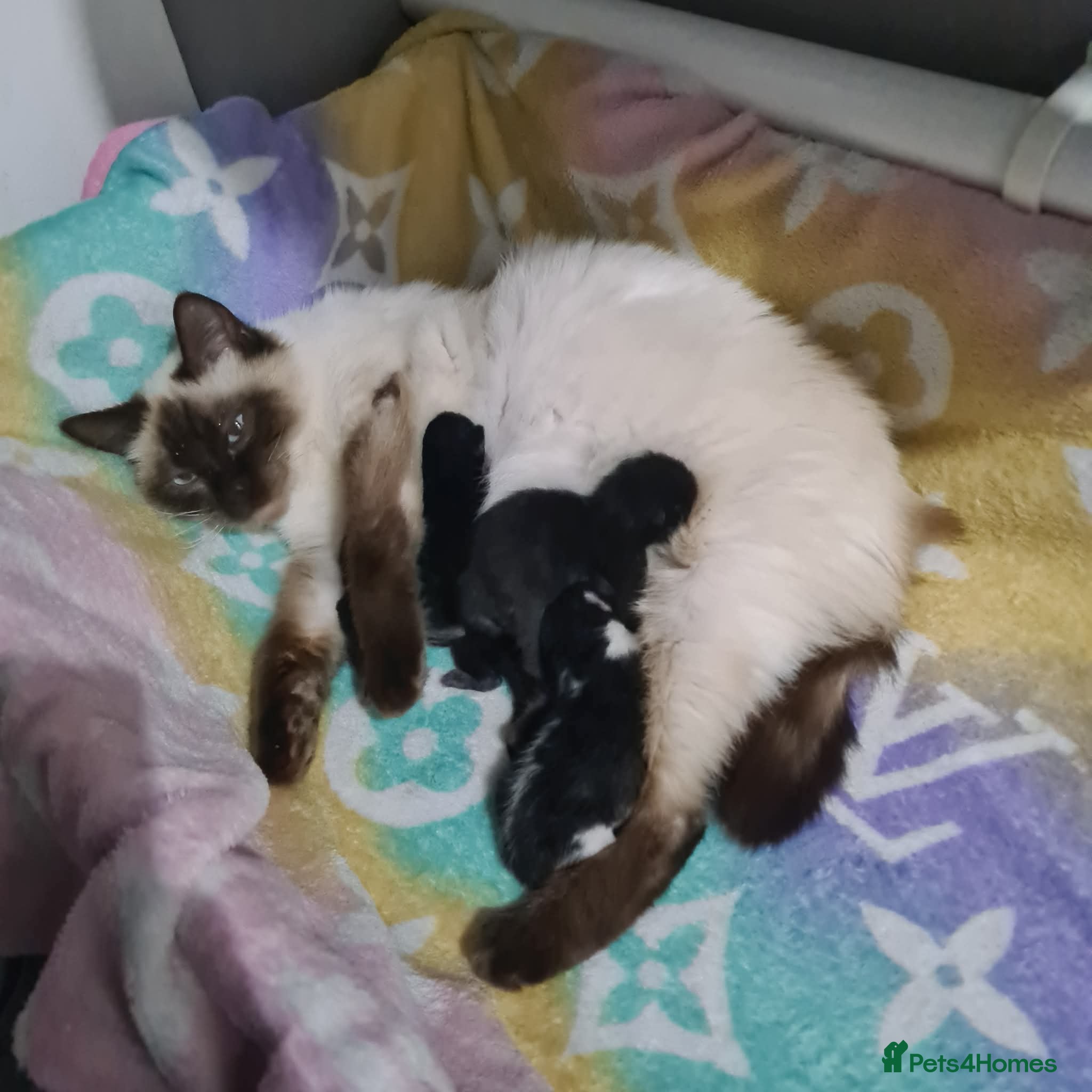 Mixed Breed cats Beautiful Ragdoll x British Short-haired Kittens - Advert 16