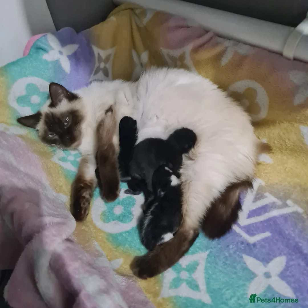 Mixed Breed cats for sale: Beautiful Ragdoll x British Short-haired Kittens in Wisbech - Advert 1