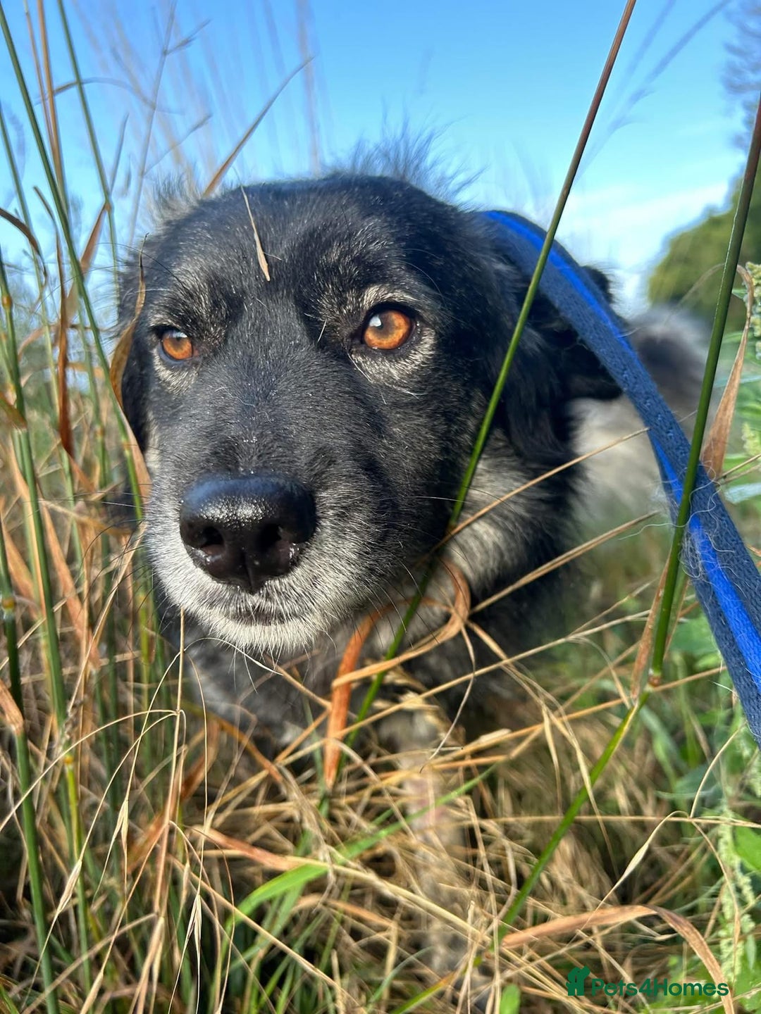 Mixed Breed dogs for adoption: Roberto - Norwich Norfolk  - Image 1
