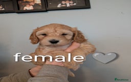 Cavapoo dogs for sale: Cavapoo puppies  - Image 9