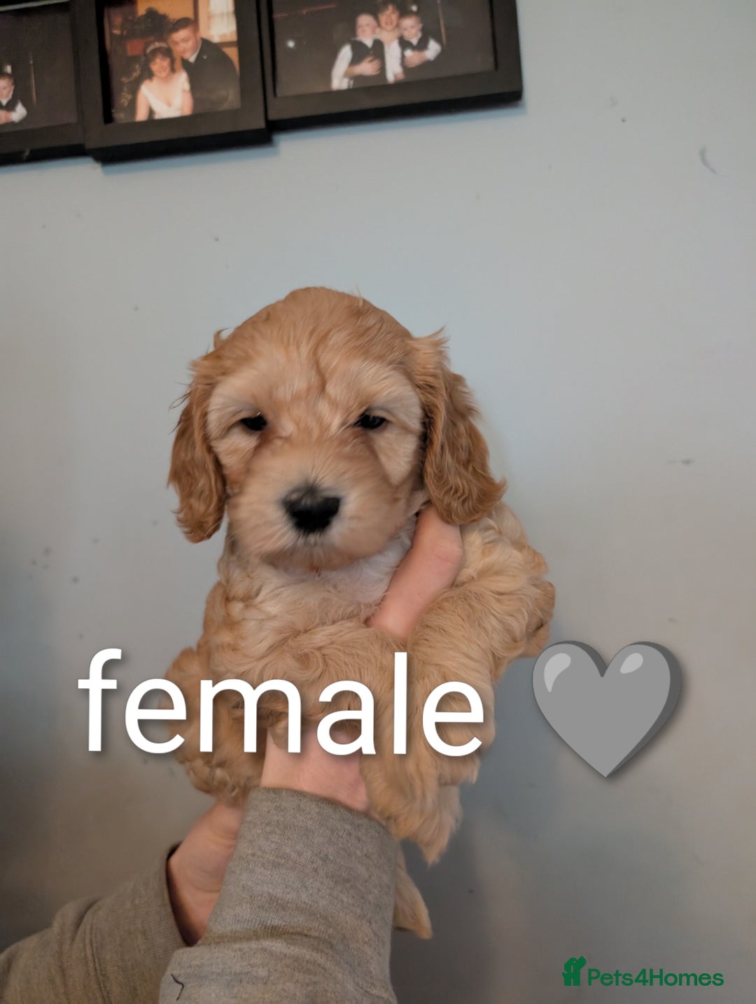 Cavapoo dogs for sale: Cavapoo puppies  - Image 9