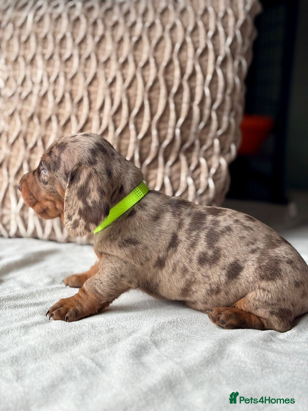 Miniature Dachshund dogs for sale: For Sale Adorable Miniature Dachshund puppies - Advert 25