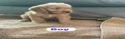 Cockapoo dogs for sale: OUTSTANDINGADORABLE F1 SHOW TYPE COCKAPOO - Advert 27