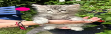 Maine Coon pink girl